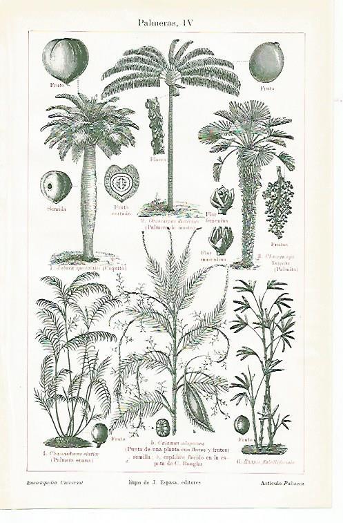 LAMINA ESPASA 1485: Palmeras