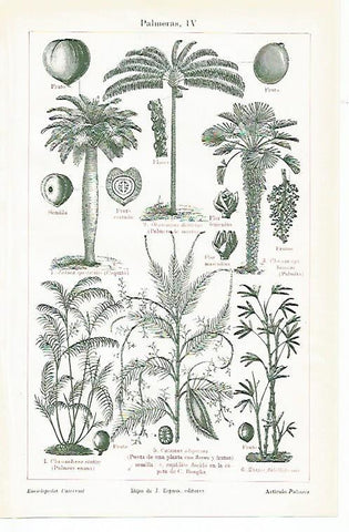 LAMINA ESPASA 1485: Palmeras