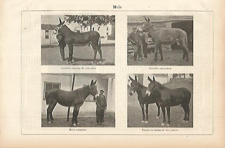 LAMINA ESPASA 11474: Especies de mula