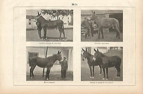 LAMINA ESPASA 11474: Especies de mula