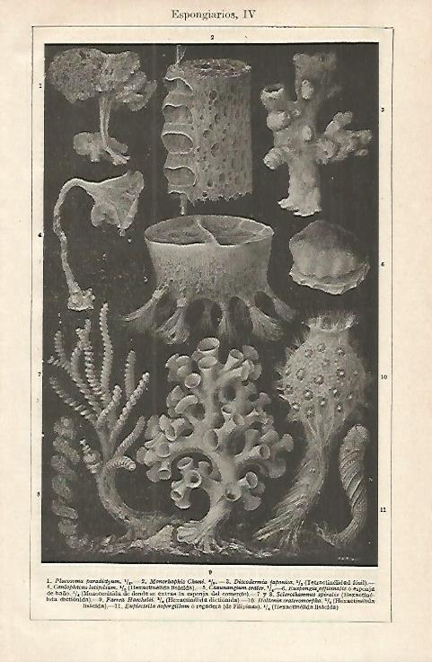 LAMINA ESPASA 16312: Especies de esponjas