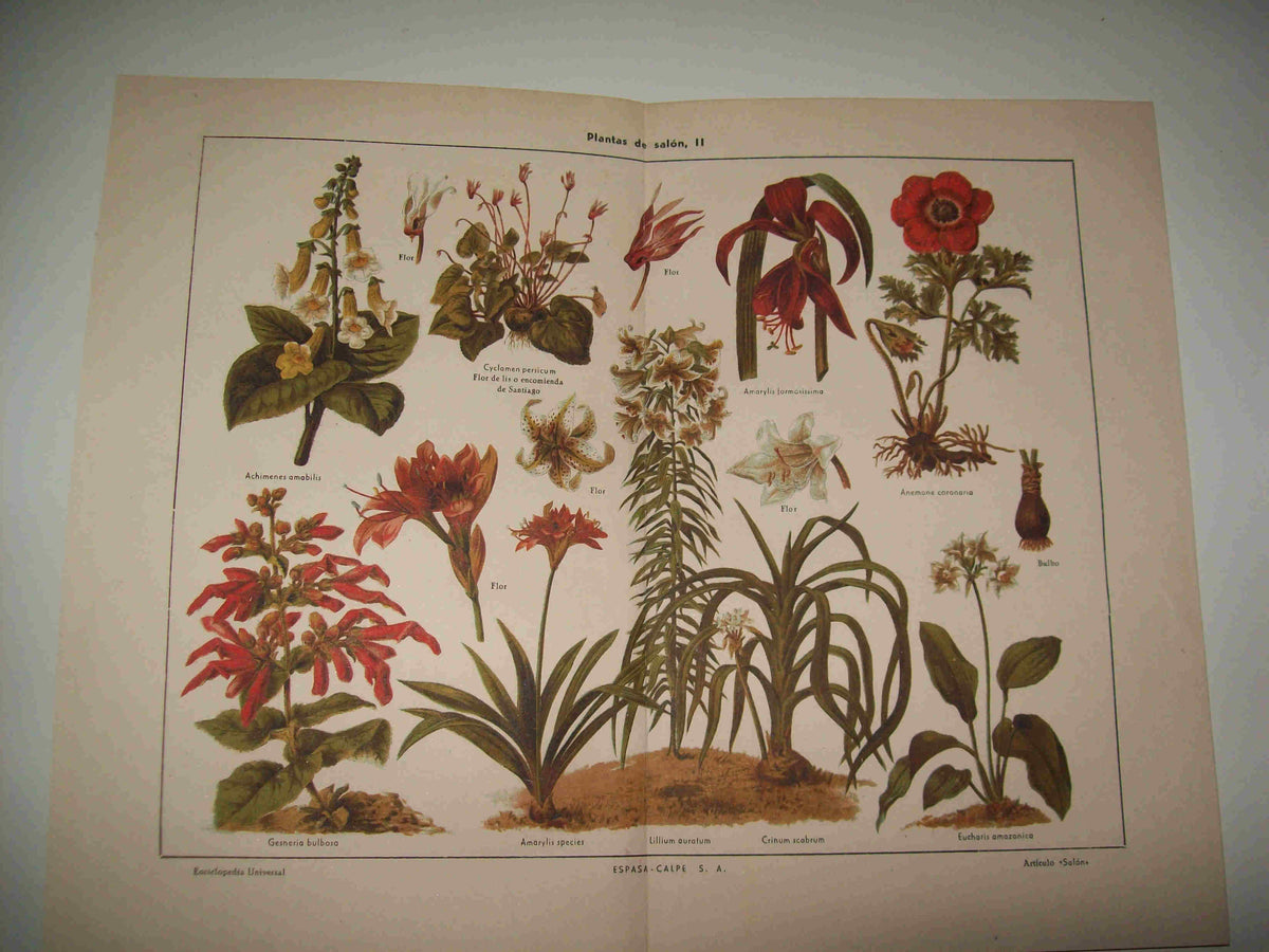 LAMINA ESPASA 18197: Plantas