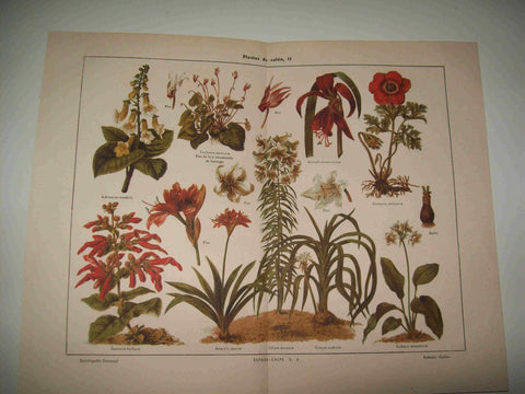 LAMINA ESPASA 18197: Plantas