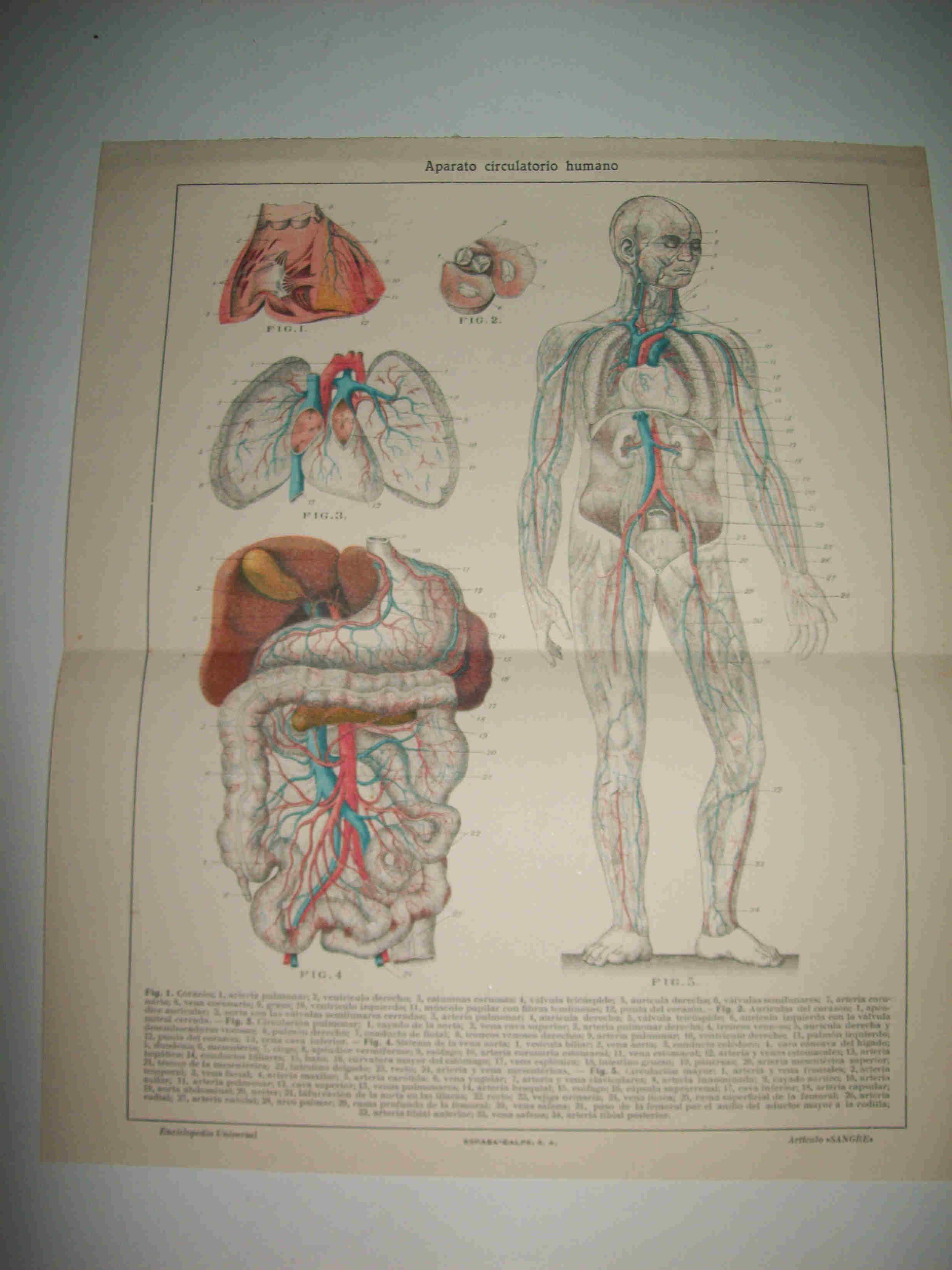 LAMINA ESPASA 18420:  Aparato circulatorio humano