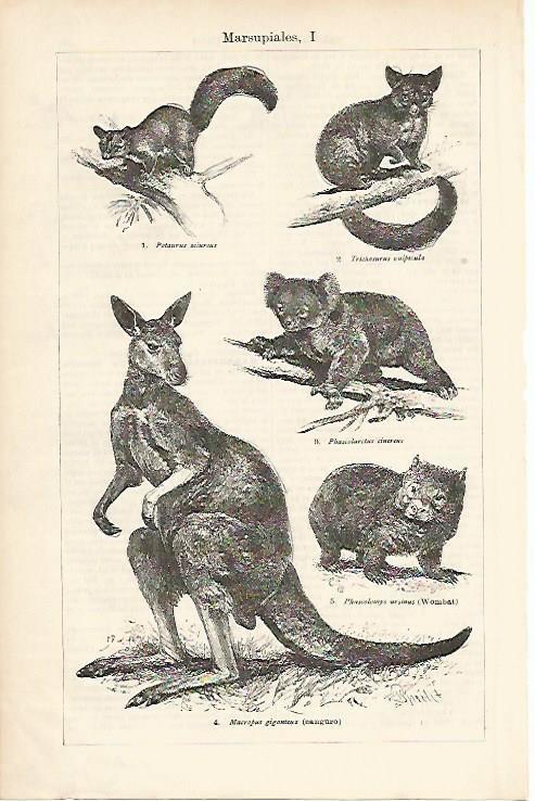 LAMINA ESPASA 1120: Marsupiales