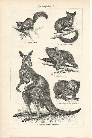 LAMINA ESPASA 1120: Marsupiales