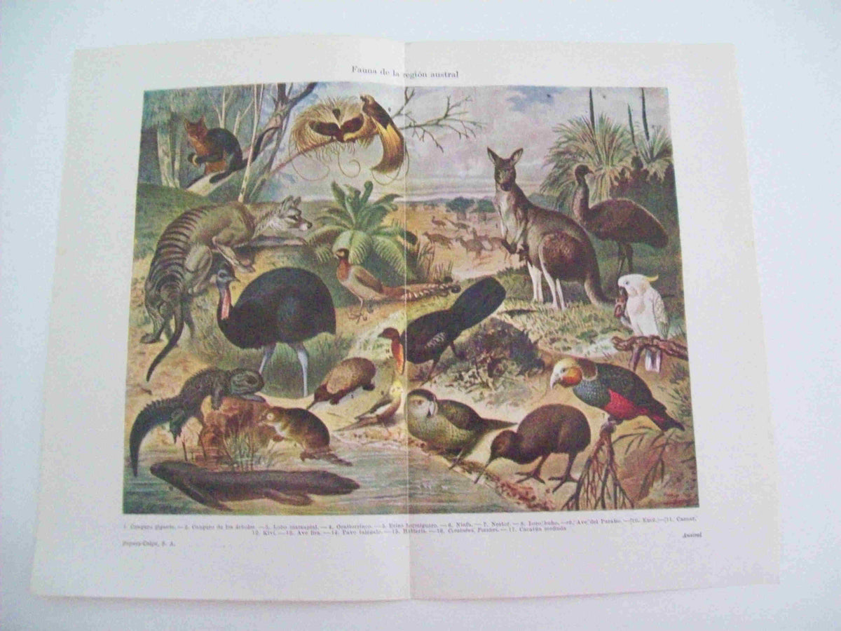 LAMINA ESPASA 12998: Fauna de la region austral