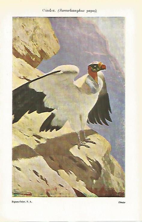 LAMINA ESPASA 14495: Condor o Sarcorhamphus papa