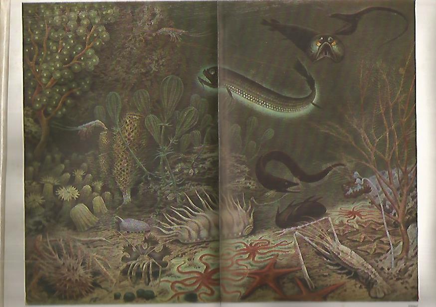 LAMINA De ESPASA 0017: Fauna abisal