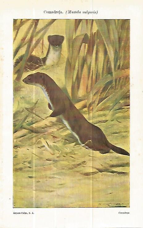 LAMINA ESPASA 13979: Comadreja o Mustela vulgaris