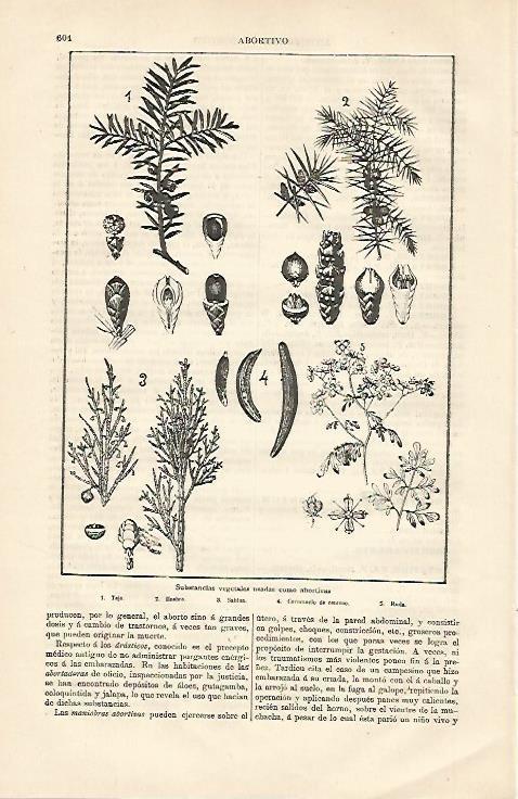LAMINA ESPASA 13172: Vegetales usados como abortivos