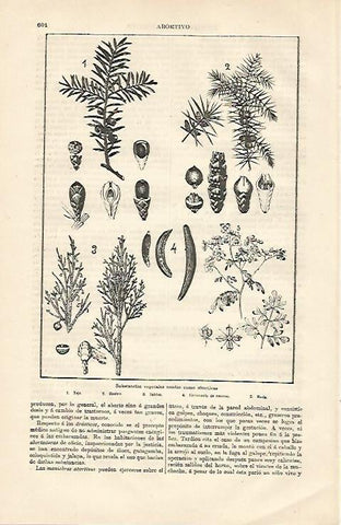 LAMINA ESPASA 13172: Vegetales usados como abortivos