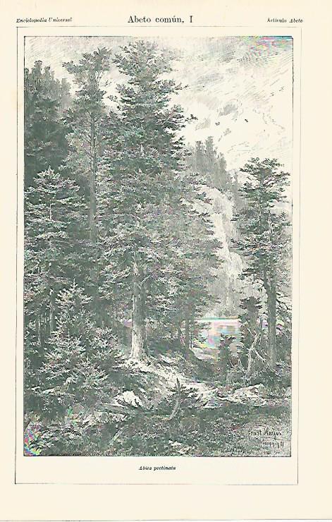 LAMINA ESPASA 13151: Abeto comun o Abies pectinata