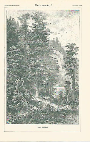 LAMINA ESPASA 13151: Abeto comun o Abies pectinata
