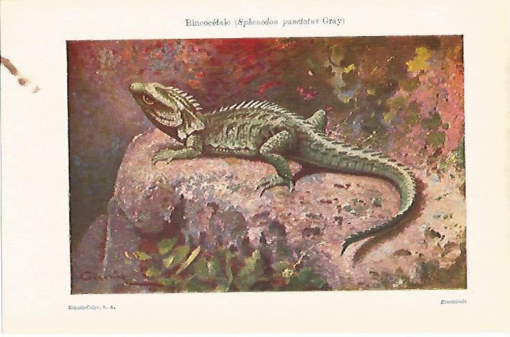 LAMINA ESPASA 13636: Rincocefalo o Sphenodon punctatus Gray