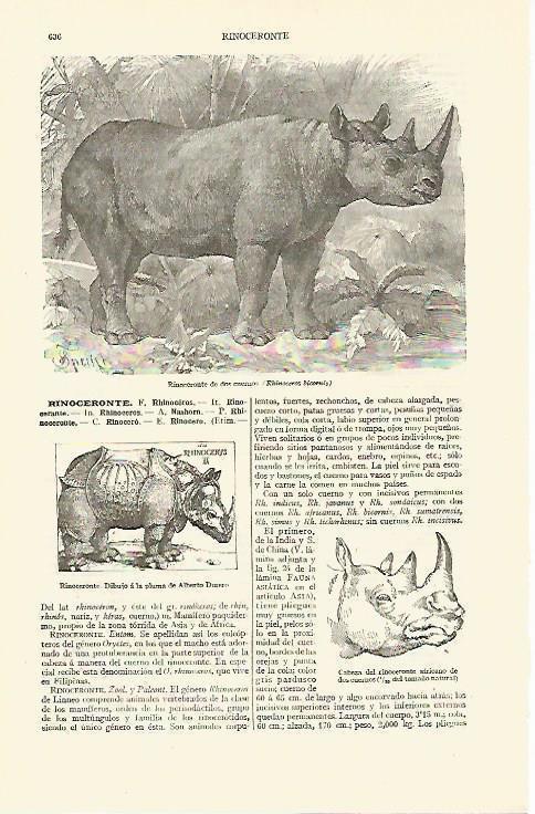 LAMINA ESPASA 13638: Rinoceronte de dos cuernos