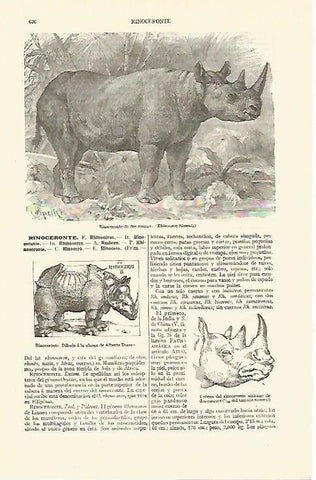 LAMINA ESPASA 13638: Rinoceronte de dos cuernos