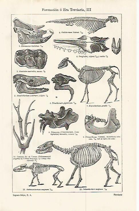 LAMINA ESPASA 13853: Fosiles de la Era Terciaria