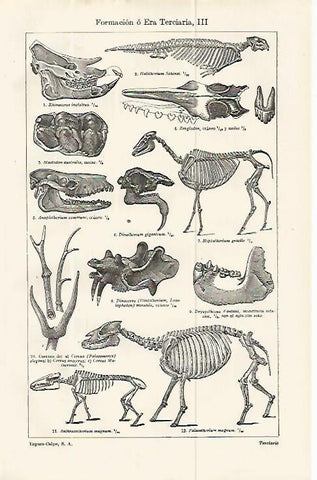LAMINA ESPASA 13853: Fosiles de la Era Terciaria