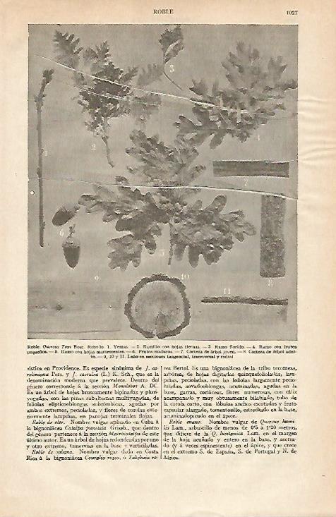 LAMINA ESPASA 13699: Roble Quercus Toza Bosc
