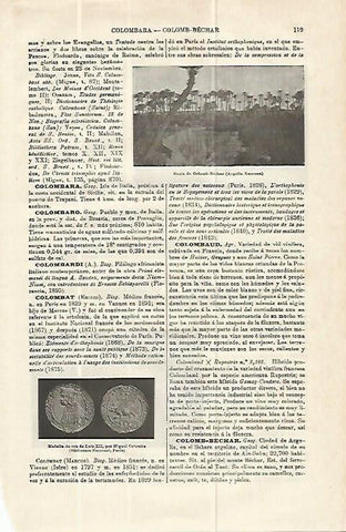 LAMINA ESPASA 13913: Oasis de Colomb-Bechar Argelia
