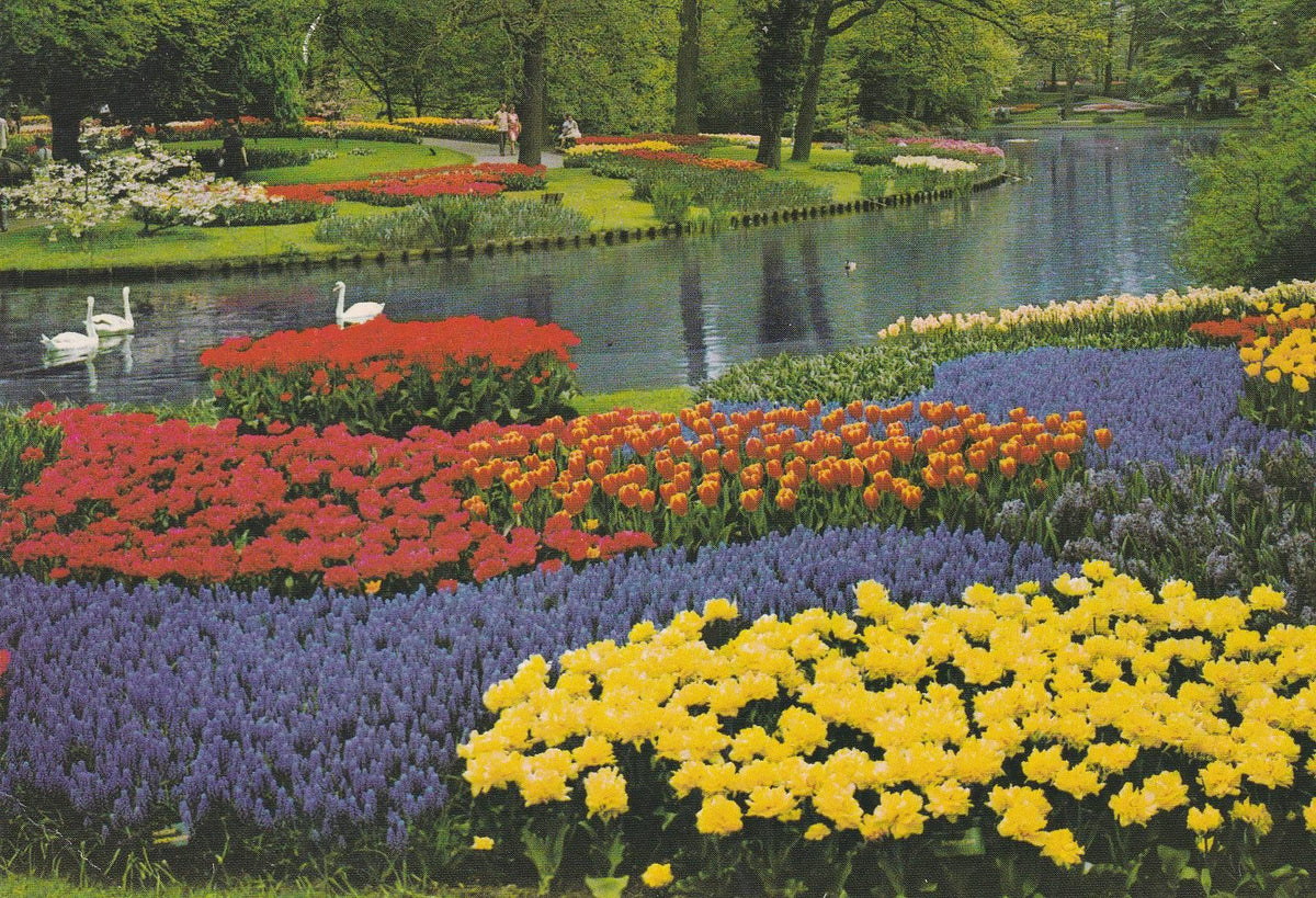 POSTAL B6836: AMSTERDAM: BLOEMENTOOI