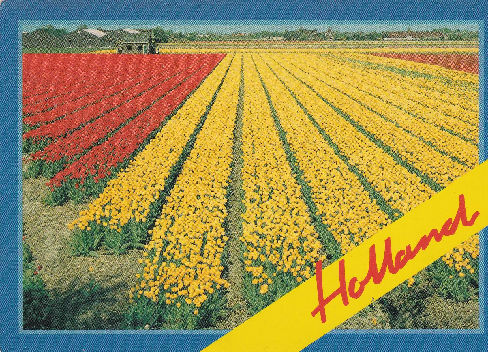 POSTAL B6847: HOLANDA: CAMPO DE TULIPANES