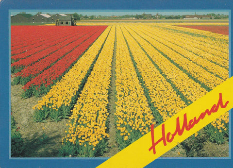 POSTAL B6847: HOLANDA: CAMPO DE TULIPANES