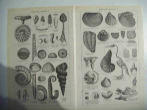 LAMINA ESPASA 29723: Formacion cretacea