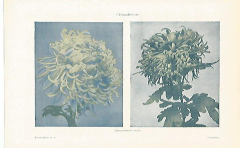 LAMINA ESPASA 29734: Crisantemos