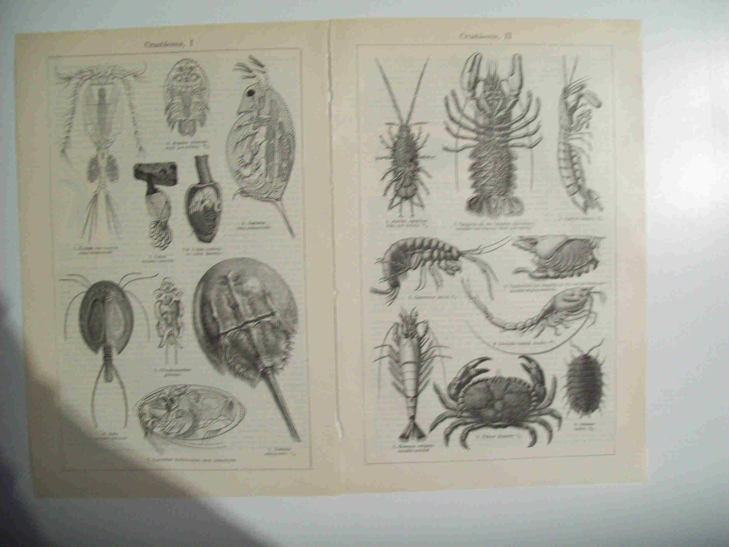 LAMINA ESPASA 29783: Crustaceos