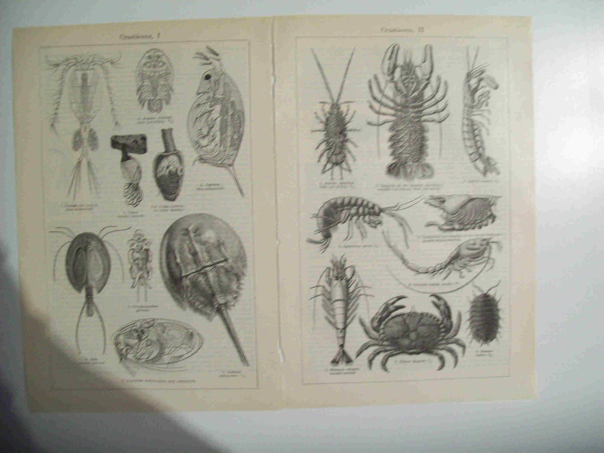 LAMINA ESPASA 29783: Crustaceos
