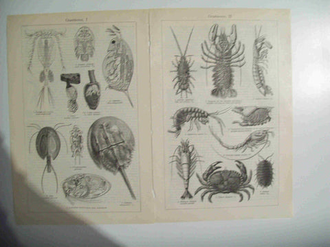 LAMINA ESPASA 29783: Crustaceos