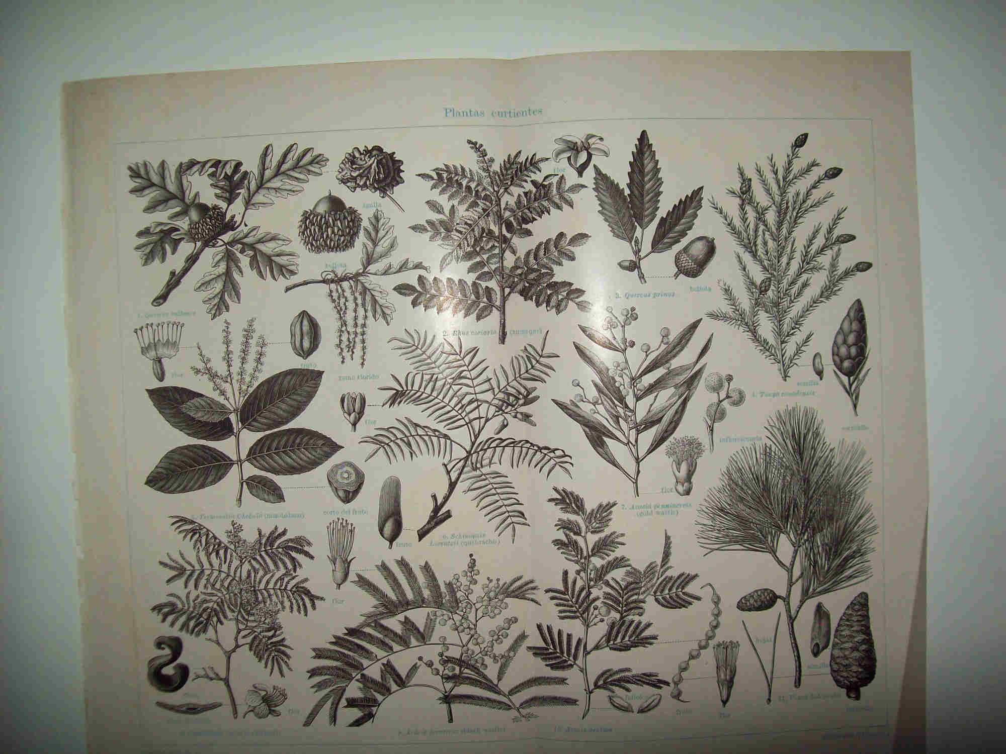 LAMINA ESPASA 29877:  Plantas curtientes