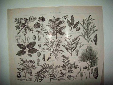 LAMINA ESPASA 29877:  Plantas curtientes