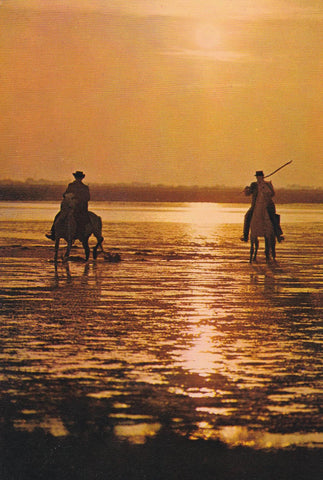 POSTAL B7165: FRANCIA: LA CAMARGUE