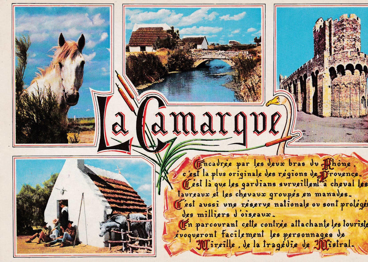 POSTAL B7209: SOUVENIR DE CAMARGUE