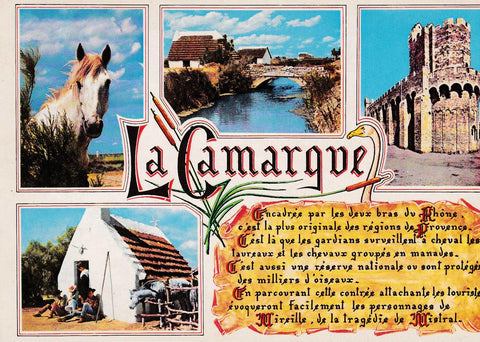 POSTAL B7209: SOUVENIR DE CAMARGUE