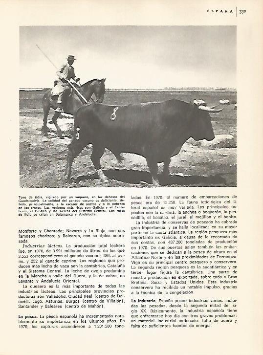 LAMINA 10942: Toro de lidia en las dehesas del Guadalquivir