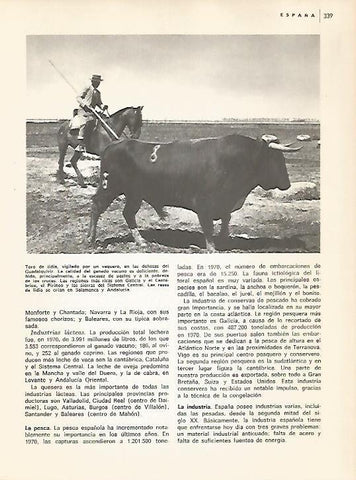 LAMINA 10942: Toro de lidia en las dehesas del Guadalquivir