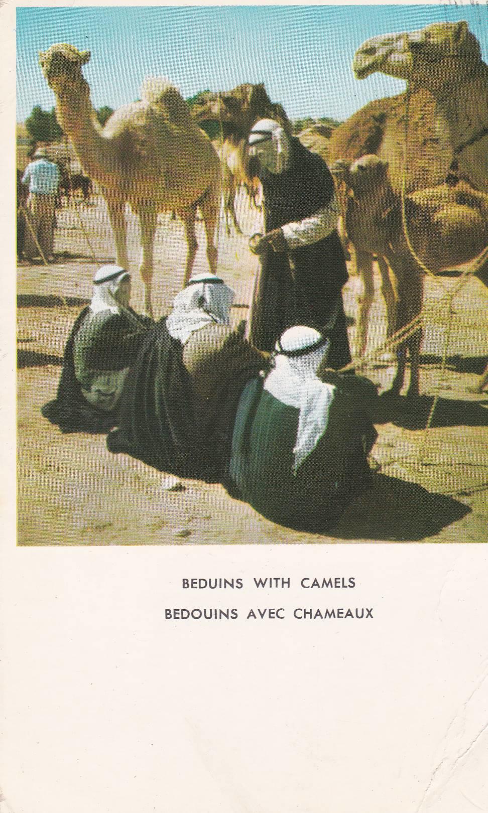 POSTAL B7525: ISRAEL: BEDUINOS Y CAMELLOS