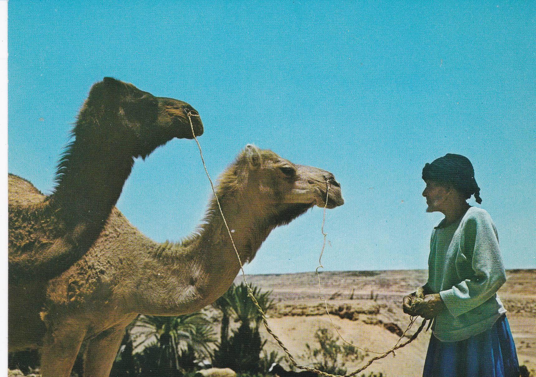 POSTAL B7573: SAHARA: OASIS
