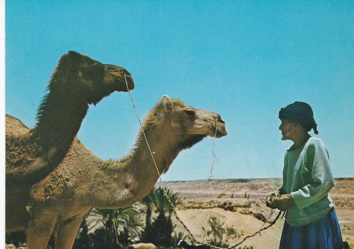 POSTAL B7573: SAHARA: OASIS