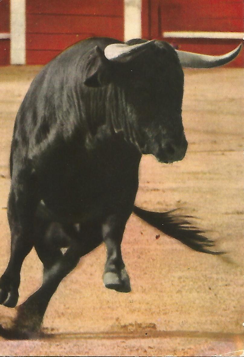 Postal 51404: Toro bravo