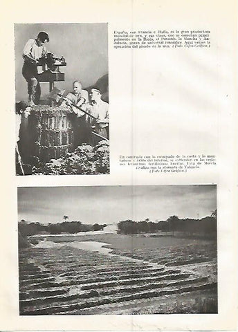 LAMINA GEOGRAFIA 0397: Produccion de uva en España y huertas de Murcia