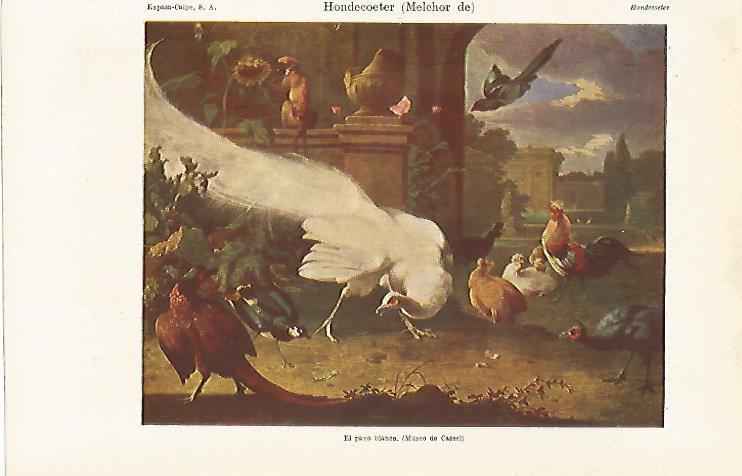 LAMINA ESPASA 30213: El pavo blanco por M. de Hondecoeter