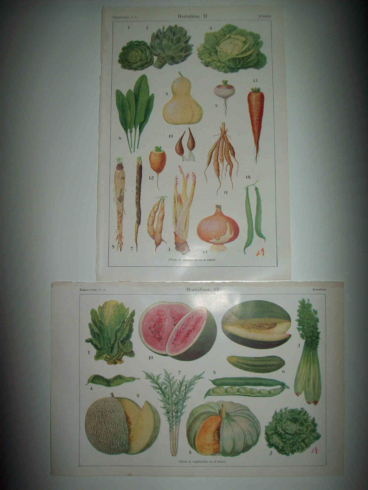LAMINA ESPASA 30238: Hortalizas