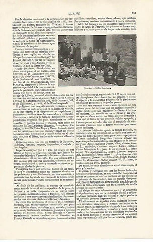 LAMINA ESPASA 30299: Niños de Hurdes