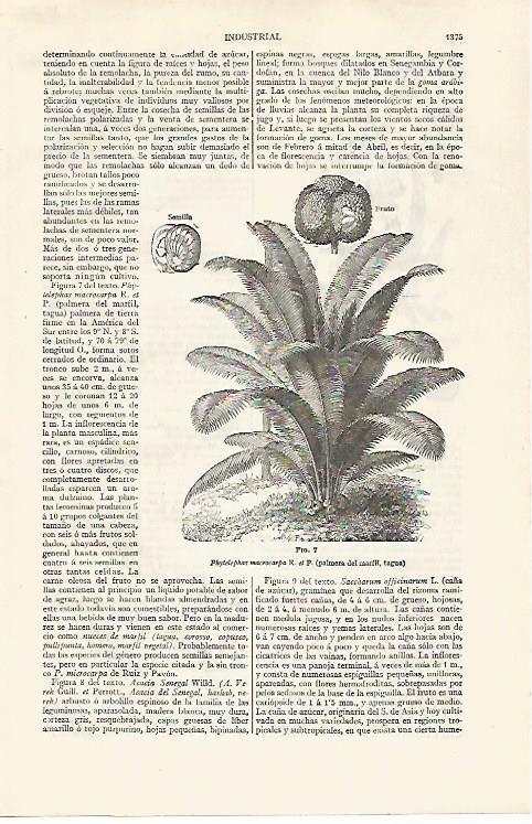 LAMINA ESPASA 30362: Palmera del marfil 