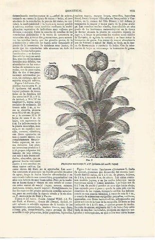 LAMINA ESPASA 30362: Palmera del marfil 